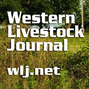 livestock market news